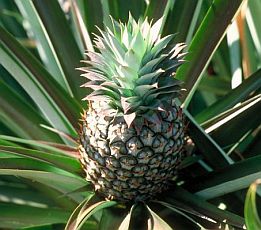 nenas yang belum dipetik